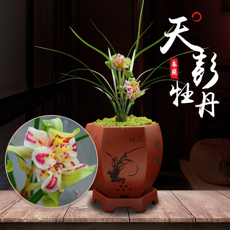 兰花名贵植物盆景矮种天彭牡丹