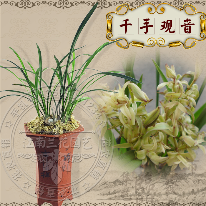 兰花建兰四季兰千手观音 树型奇花之王 花卉绿植盆栽 兰花苗