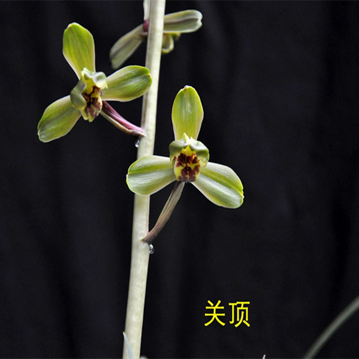 清仓价浓香型兰花浓香关顶蕙兰盆栽室内美观花卉绿植