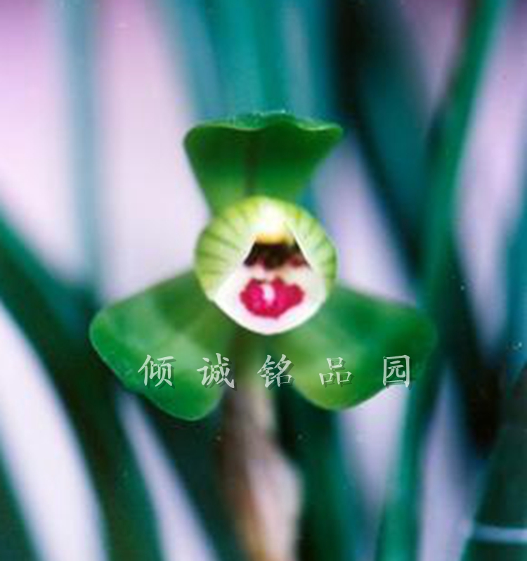 花期带花苞兰花苗 春兰铭品老种 (美芬荷)400/苗