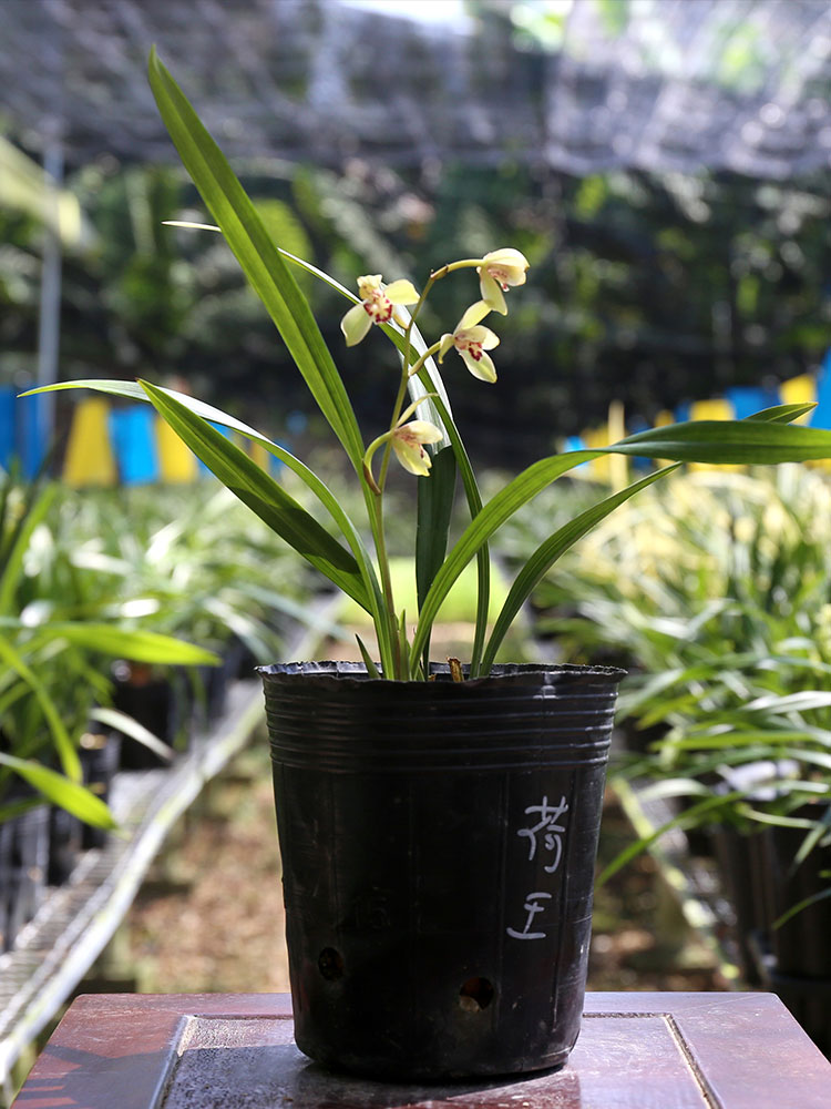 兰花苗建兰荷王四季兰正格荷瓣原生老种名贵盆栽花卉植物浓香兰草