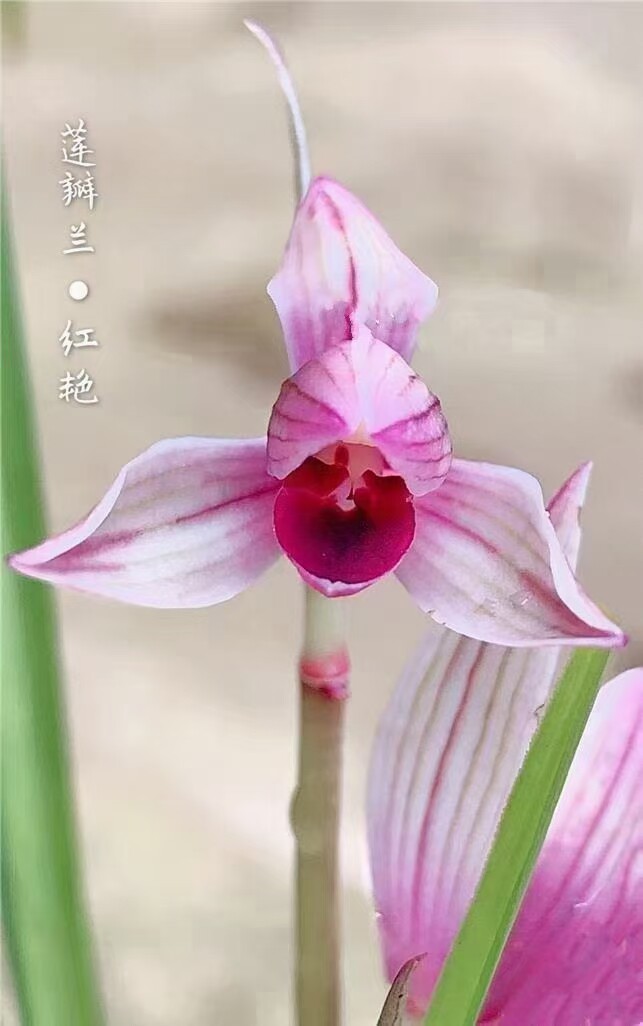 自然老种当年开花名品兰花苗盆栽莲瓣兰红艳 阳台庭院绿植花卉