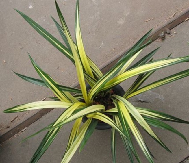 兰花墨兰线艺  黄金养老 盆栽 特价限量出售100盆 售完涨价