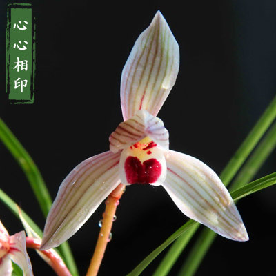 心心相印连瓣兰原种云南兰花苗春兰浓香植物盆栽名贵未带花苞