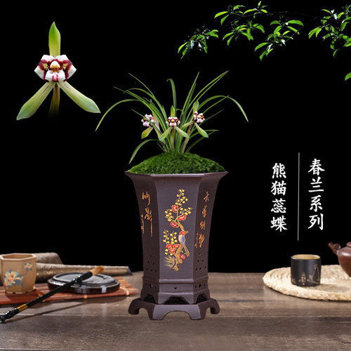 盆栽春兰好养客厅名贵花卉植物