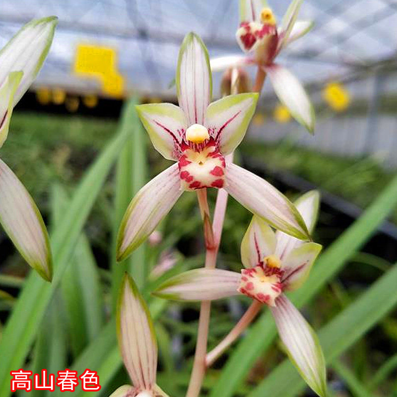 建兰高山春色兰花中透金边线艺南靖正品植物盆栽兰花苗未带花苞