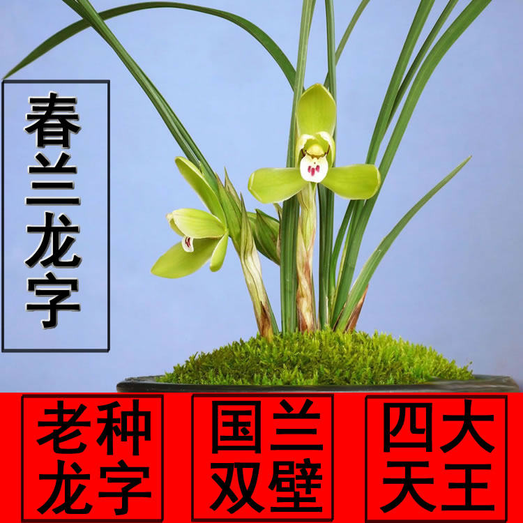 正品四大天王铭 春兰老八种国兰双璧老种春兰龙字 兰花 免邮