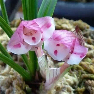 高档兰花浓香春兰蝶花铭品凤冠室内绿植花卉盆栽花期带花苞