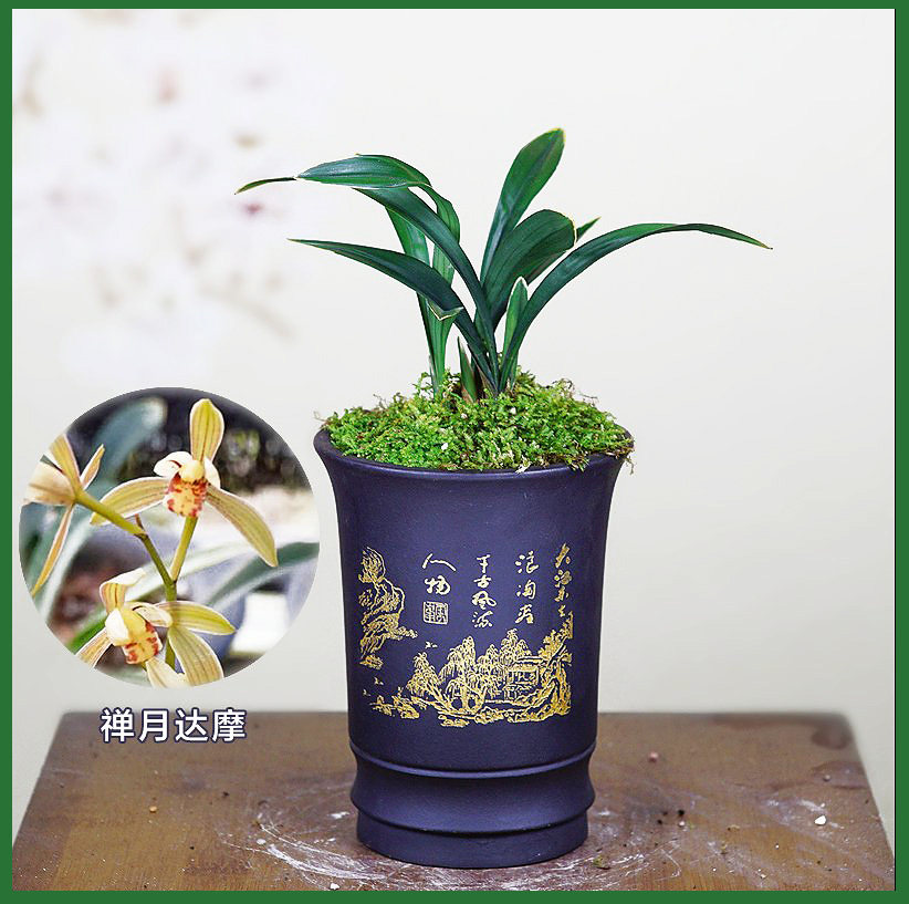 矮种名贵盆景好养兰花正品包邮