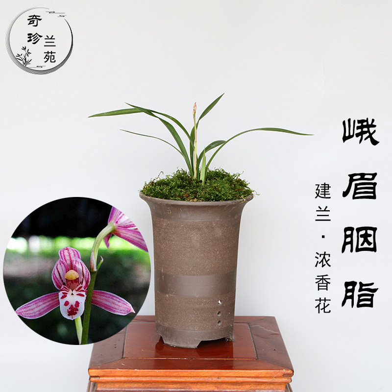 名贵兰花峨眉胭脂建兰盆栽兰草阳台客厅室内花卉绿植