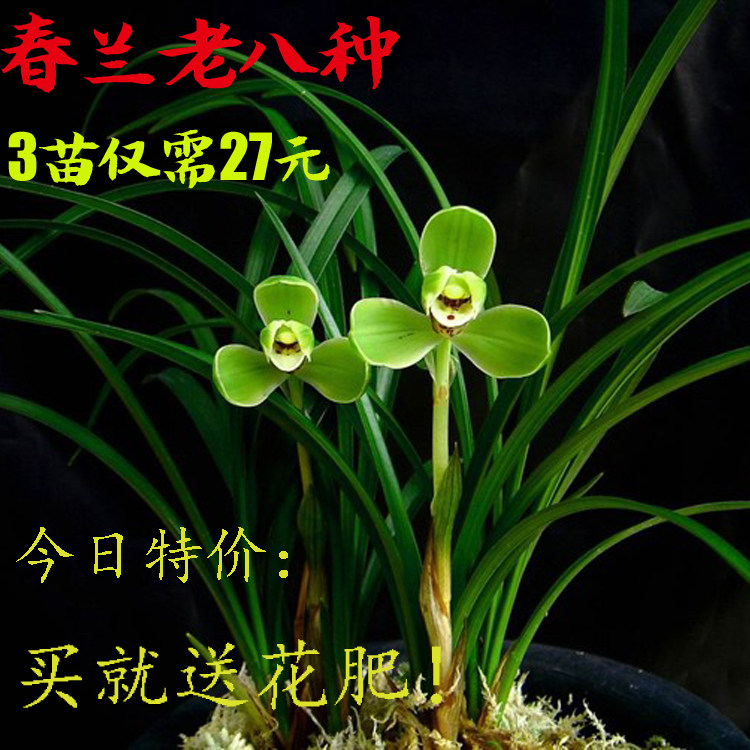 清仓价精品兰花 正品春兰老八种兰花苗 室内花卉 宋梅程梅
