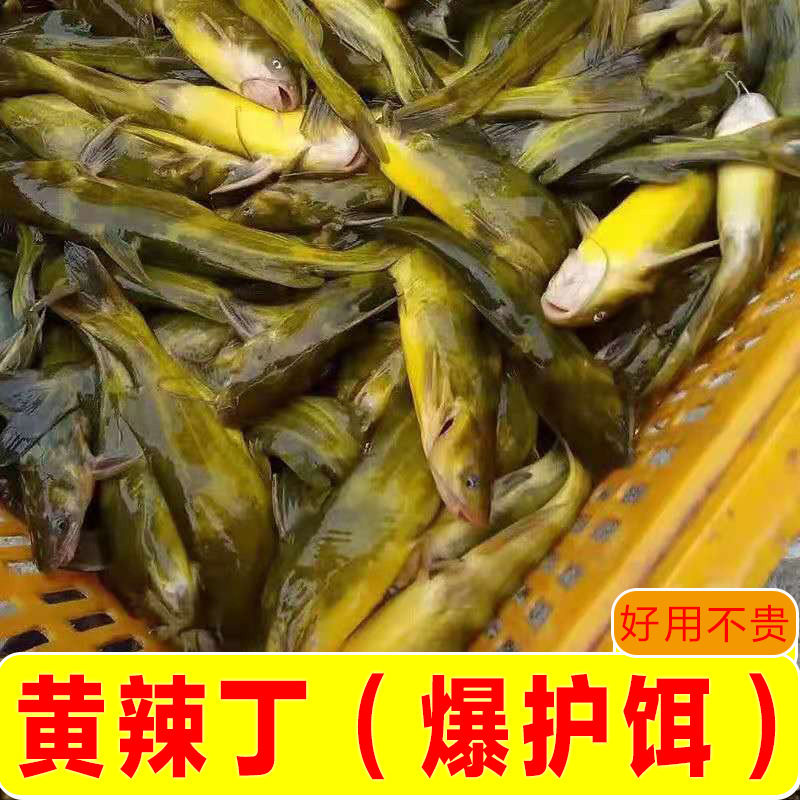 黄丫叫饵料黄颡鱼窝料鱼料黄辣丁子鱼耳昂刺黄丫头黄鸭叫黄骨鱼料