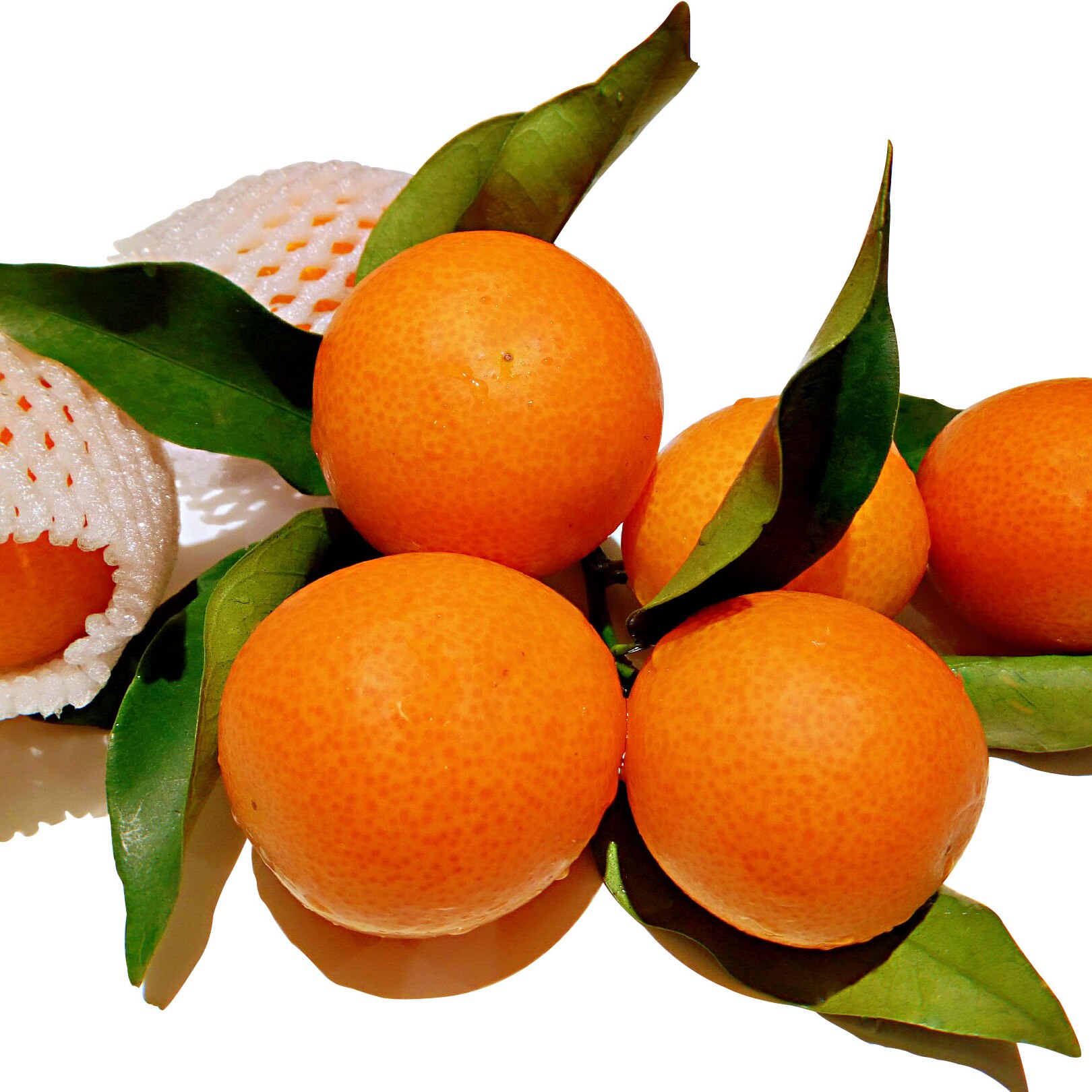 当季小金桔水果新鲜包邮黄广西桂林阳朔金橘脆皮油皮金桔大果5斤