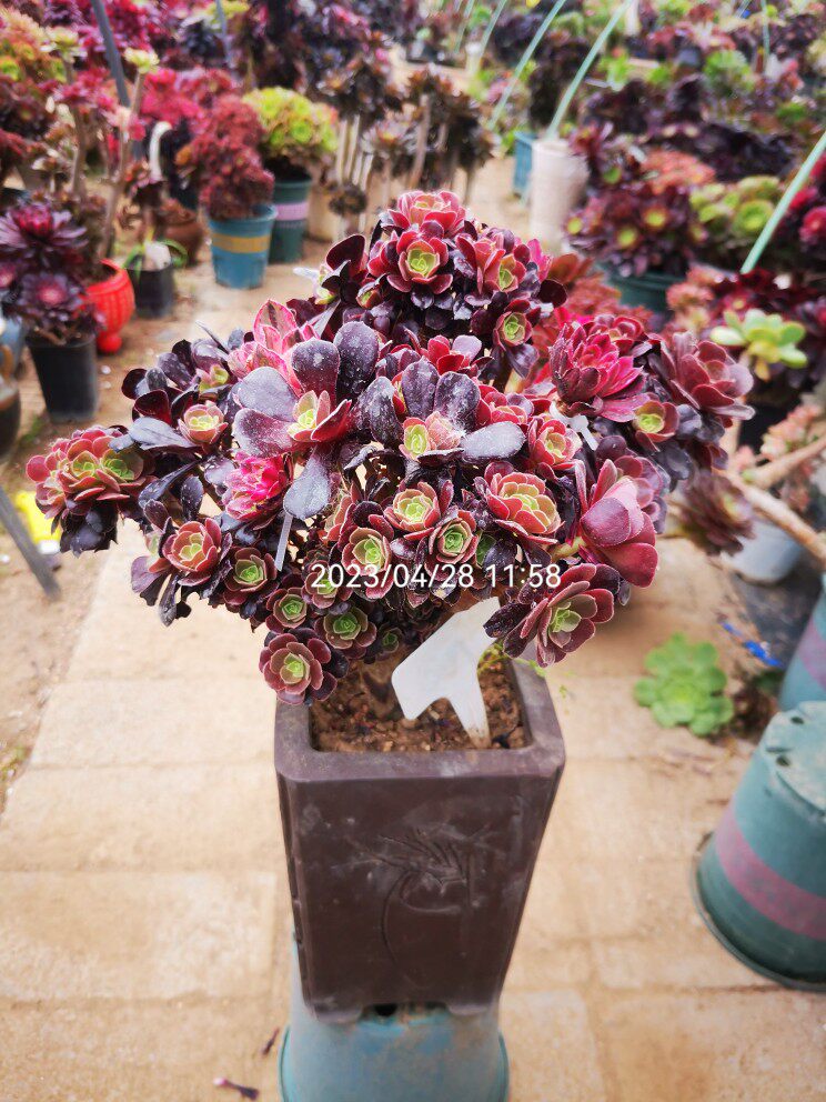 多肉法师   梅花珀迪   欧紫缀 欧紫 花娜锦  多年老桩 控型厚叶