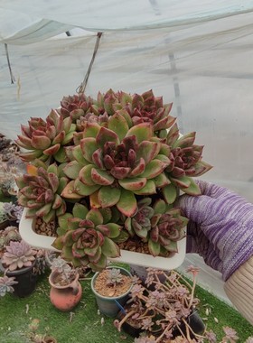 进口精品多肉水晶新品稀有品种