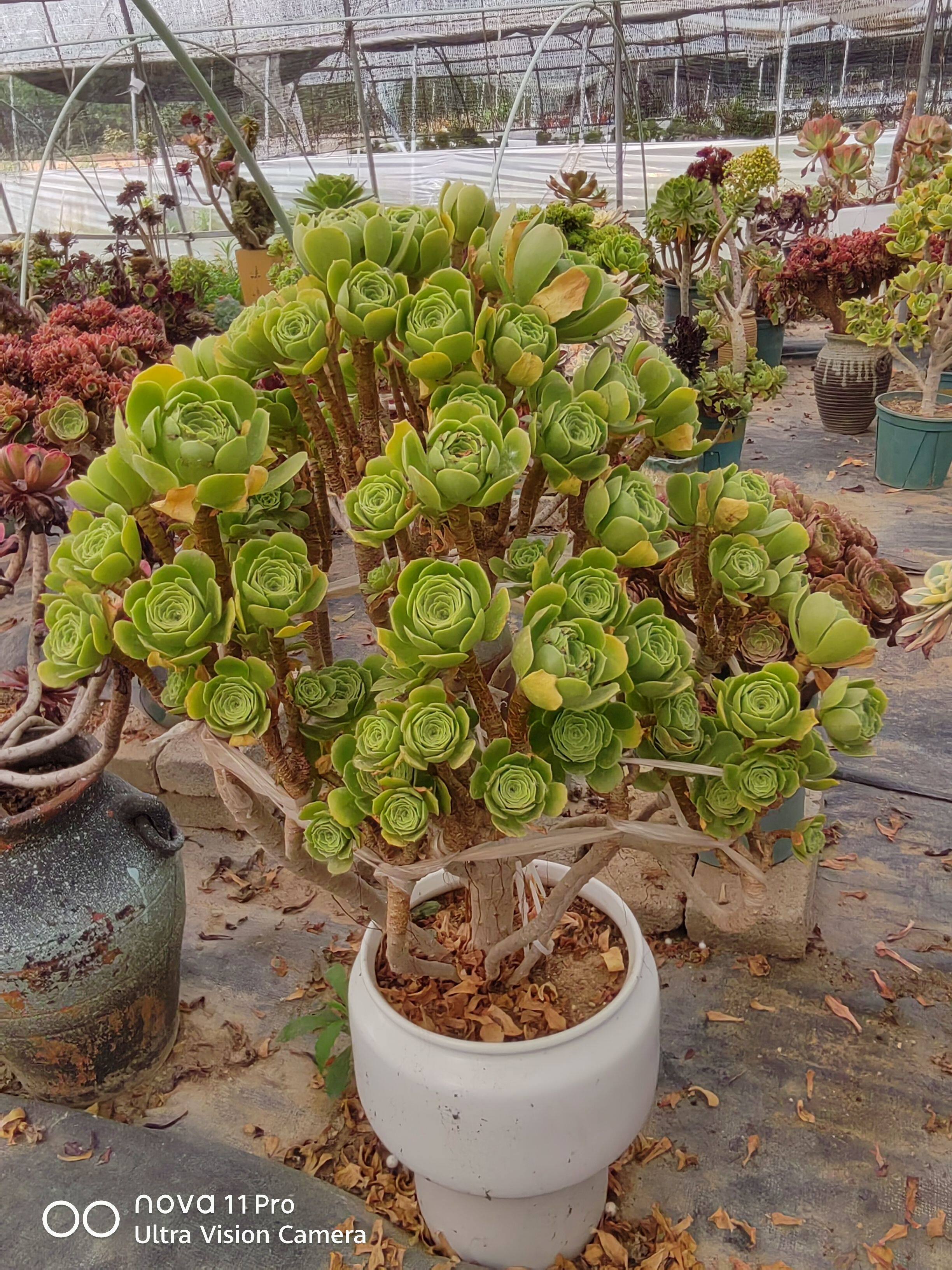 多肉植物 绿阳绒缀  八尺镜缀  艳姿  香馥带香味老桩 一物一拍