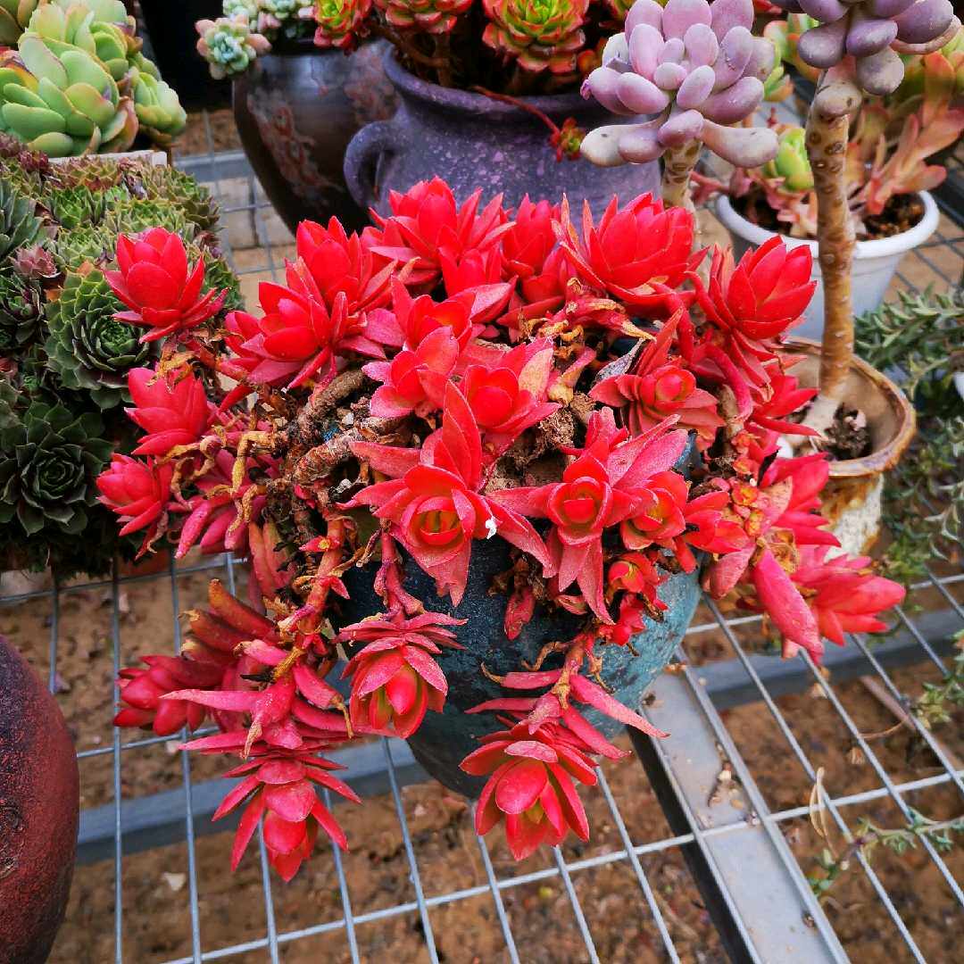 多肉植物  多肉火祭玫瑰  火祭锦  火祭玫瑰锦阴阳