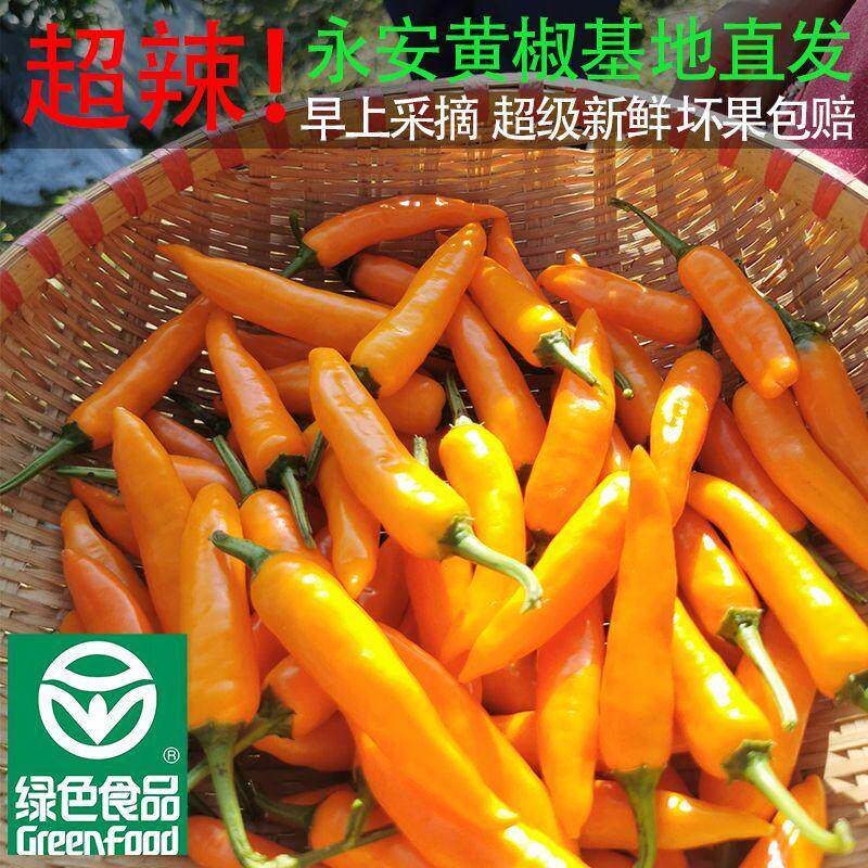 福建永安黄椒土特产黄辣椒