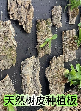 天然树皮蝴蝶兰鹿角蕨挂板非葡萄牙软木树皮固定板石斛兰花种植板