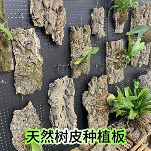 天然树皮蝴蝶兰鹿角蕨挂板非葡萄牙软木树皮固定板石斛兰花种植板