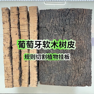 葡萄牙软木天然树皮二层皮蝴蝶兰鹿角蕨苔藓种植挂板网红懒人挂板