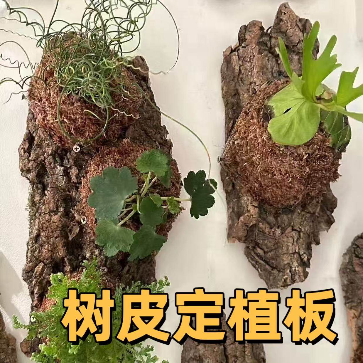 天然树皮种植板蝴蝶兰鹿角蕨兜兰球兰定植板软木树皮网红懒人挂板,家居饰品,花盆,淘宝优惠券,粉丝福利购,淘宝优惠卷