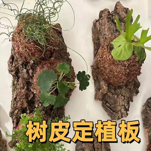 天然树皮种植板蝴蝶兰鹿角蕨兜兰