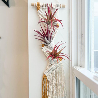 绝美挂毯口袋里长出空气凤梨啦！