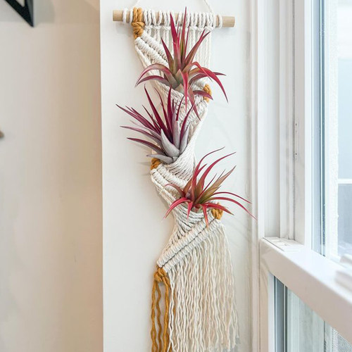 绝美挂毯口袋里长出空气凤梨啦！