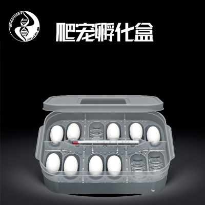 CM爬虫孵化蛋托盒守宫睫角鬃狮