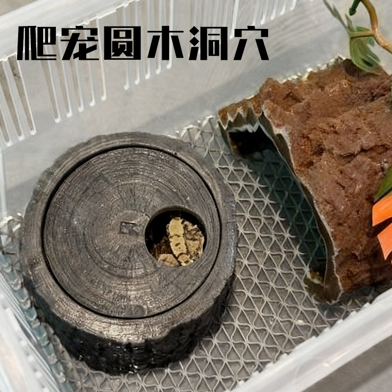 爬宠圆木躲避洞穴守宫