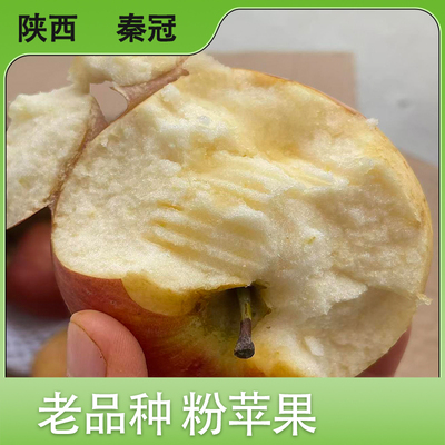 陕西秦冠粉面苹果绵密果味十足