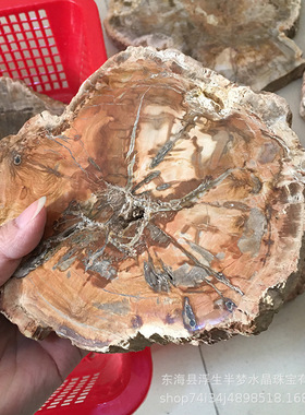 天然木化石片摆件树化玉原石切片古生物化石家居办公茶杯垫