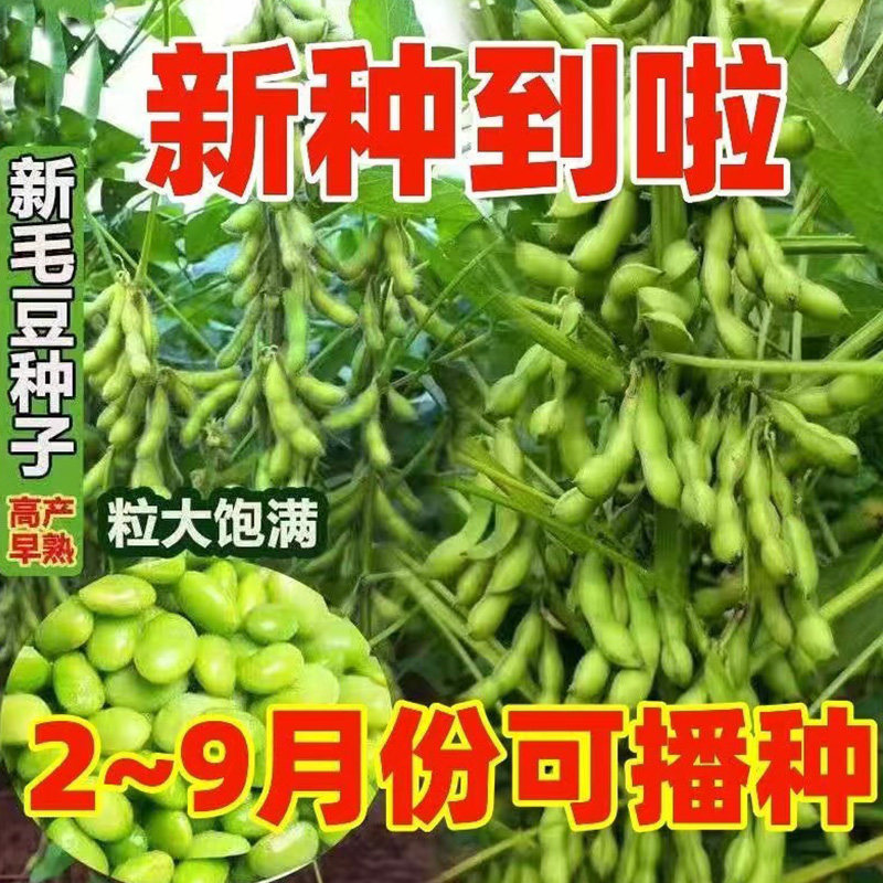 毛豆种子极早熟50天高产青豆菜种子春季蔬菜种子特早王菜豆种籽孑,鲜花速递/花卉仿真/绿植园艺,家庭园艺种子,淘宝优惠券,粉丝福利购,淘宝优惠卷