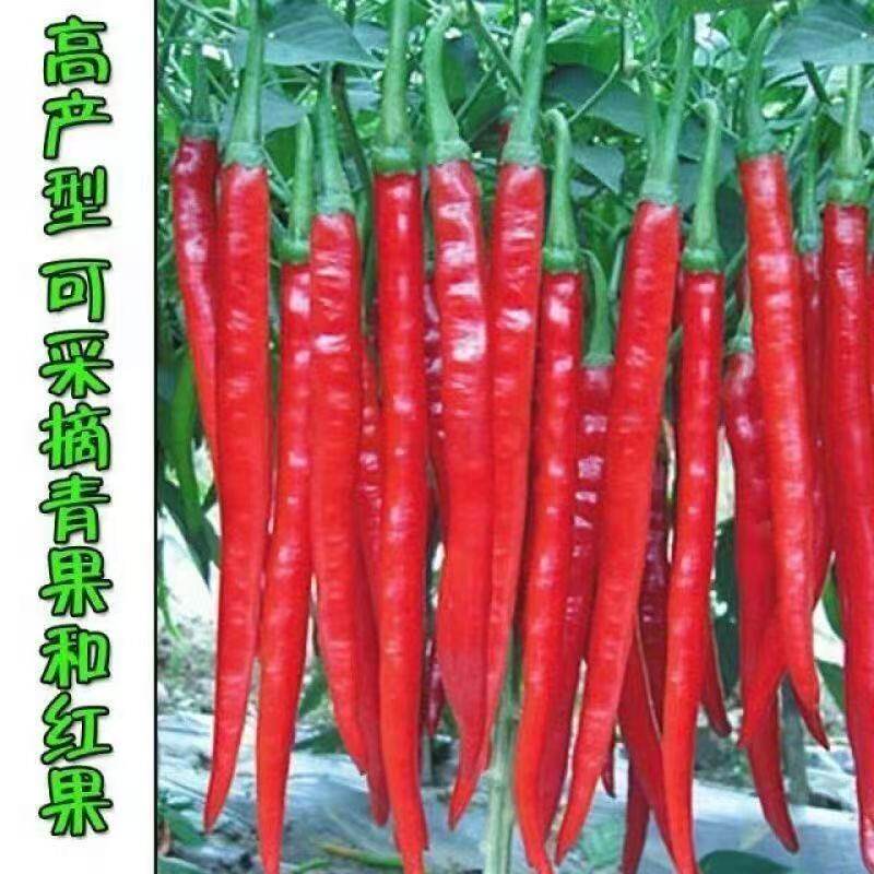 长线椒种子二荆条种子皮薄超高产量辣椒籽早熟春秋阳台辣椒蔬菜种
