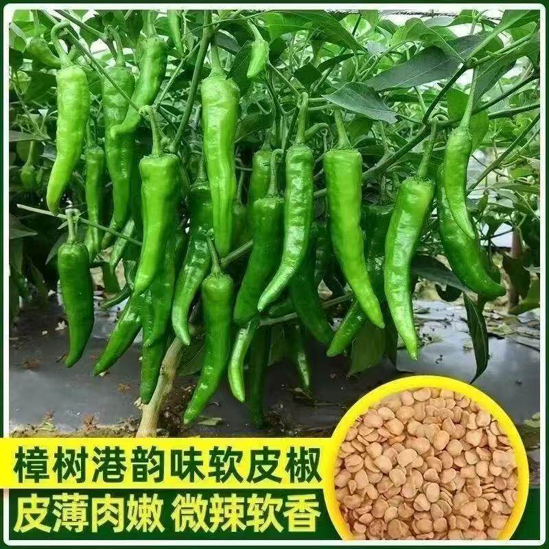 正品樟树港辣椒种子羊角土辣椒孑特产牛角椒湖南四季微中辣椒耐寒