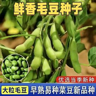 高产早熟大粒毛豆种子抗病耐寒青毛豆种子春播夏播毛豆籽蔬菜种子