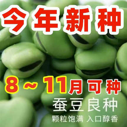 蚕豆种子北斗七星特大高产罗汉豆种籽春秋冬季播种早熟耐寒胡豆籽