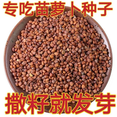 【专吃萝卜苗】菜种子罗卜籽萝卜芽菜苗种籽土培水培阳台花盆种子
