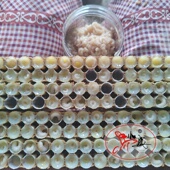 包邮 新鲜纯正天然蜂王胎正品 蜂王幼虫蜜蜂卵暖巢女性保养调理顺丰