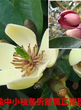 含笑花苗浓香型花卉室内阳台耐寒常青植物含笑花盆栽