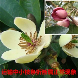 含笑花苗浓香型花卉室内阳台耐寒常青植物含笑花盆栽