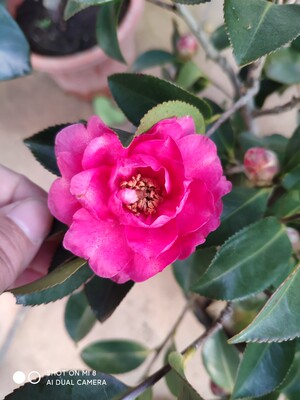 茶梅树苗茶梅花苗庭院阳台室内外 耐寒花卉 茶梅盆栽茶梅盆景