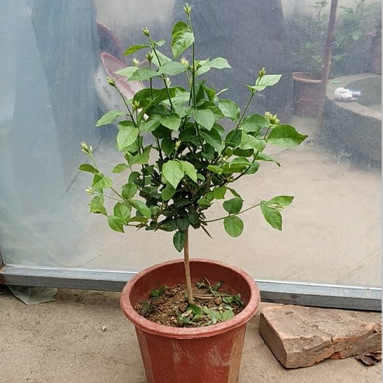 香花单瓣笔尖茉莉独杆茉莉花苗盆茉莉花
