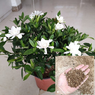 栀子花茉莉茶花种植沙土粗砂土透气透水沙土