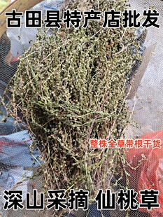 野生仙桃草 中草药材接骨仙桃草 八卦仙桃 蟠桃草 英桃草晒干包邮