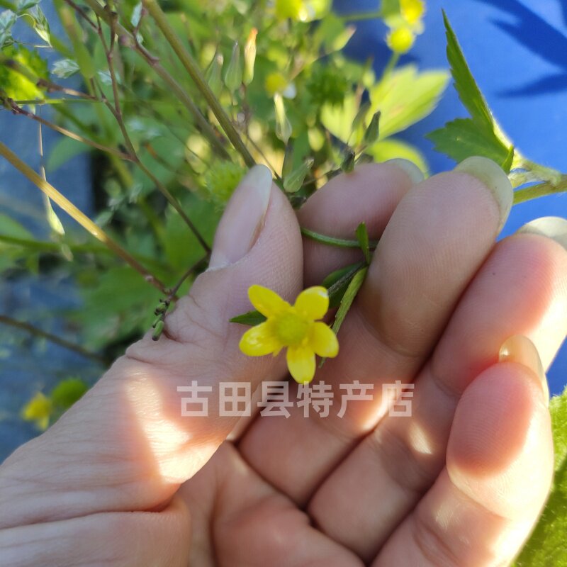野生鬼针草 新货三叶 婆婆针粘人草中草药材整株全草干货包邮250g