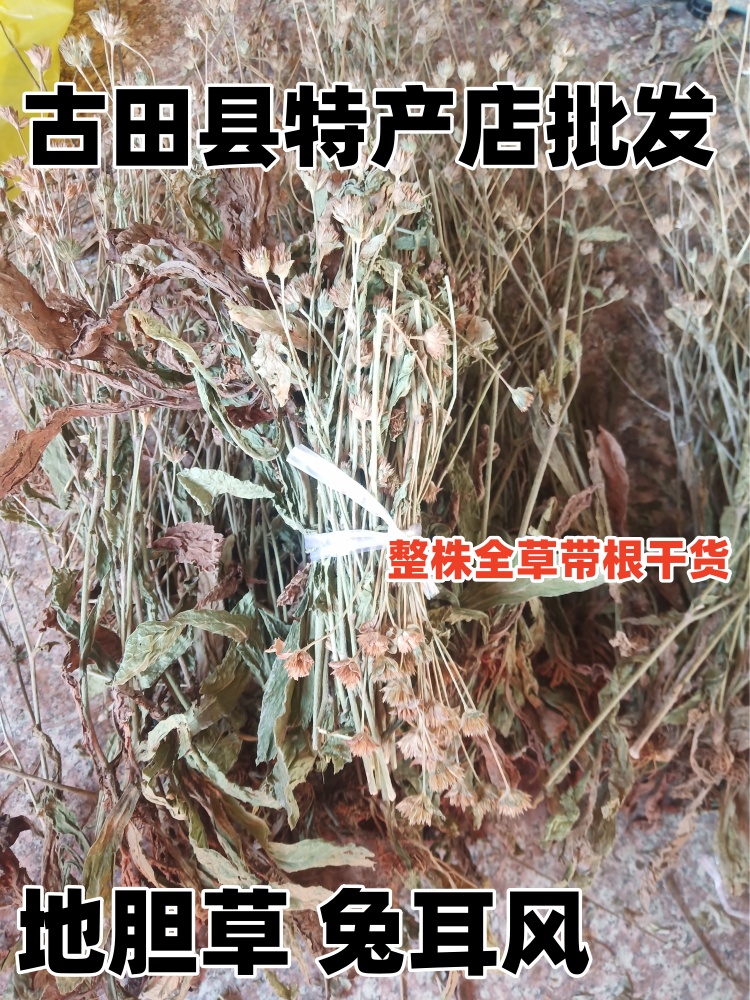 野生地胆草 青草药  兔耳风 苦地胆 地斩头 草鞋根 整株全草干货