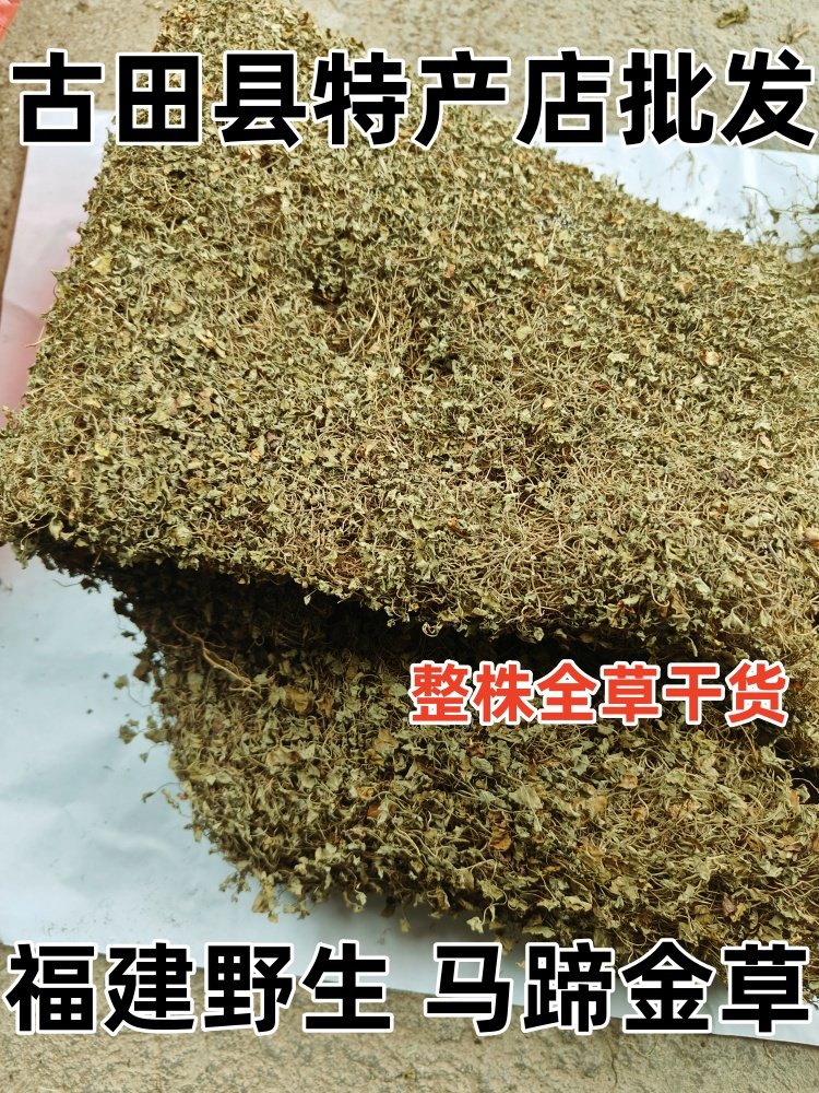 野生马蹄金 正宗小叶金钱草 小马蹄金草 草 田螺丕草整株全草