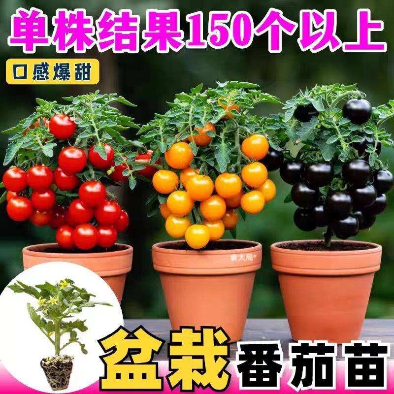 矮生番茄苗西红柿秧苗红黄黑圣女果盆栽苗千禧樱桃小番茄纯甜不酸